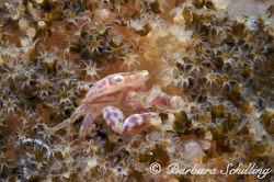 Tiny porcelain crab in a soft coral.

 by Barbara Schilling 